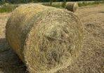 Hay