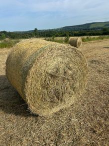 Hay