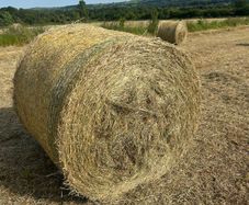Hay