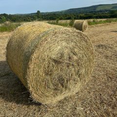 Hay