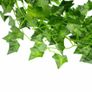 ivy garlands Image 8