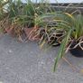 Daylillies in pots Image 3