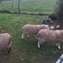 Lambs Image 5
