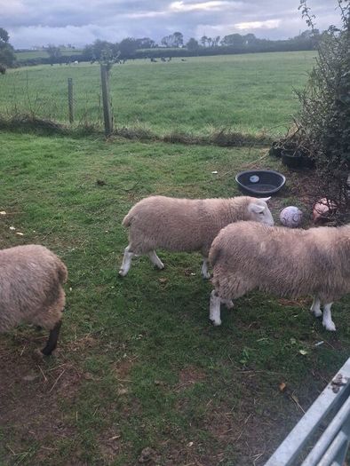 Lambs