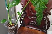Philodendron Mottled Dragon