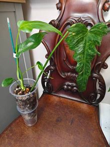 Philodendron Mottled Dragon