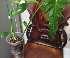 Philodendron Mottled Dragon