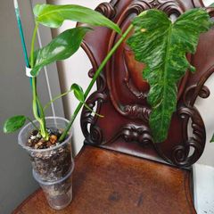 Philodendron Mottled Dragon