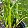 White Calla Lyles perennial Image 8