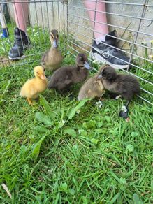 ducklings