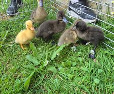ducklings