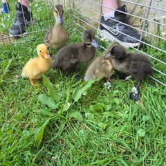 ducklings