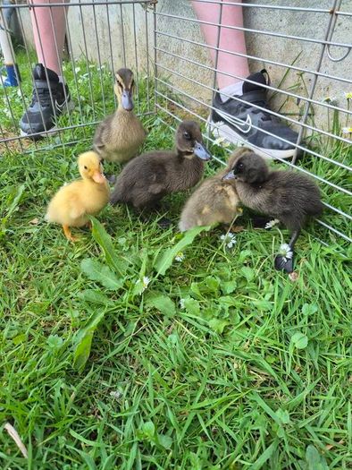 ducklings