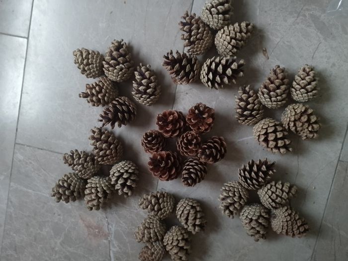 Pine cones