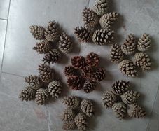 Pine cones