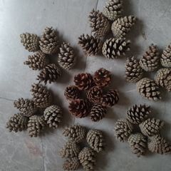 Pine cones