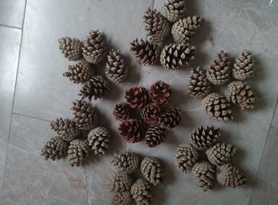 Pine cones