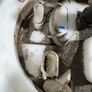 AUDI A4 B8 8K0919051 Fuel Tank Pump Petrol 2009 A1l1b46g. Image 5