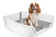 dog toilet training