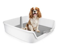 dog toilet training