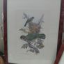 Antique lithograph prints hand painted by John Gould beautifully framed Image 2