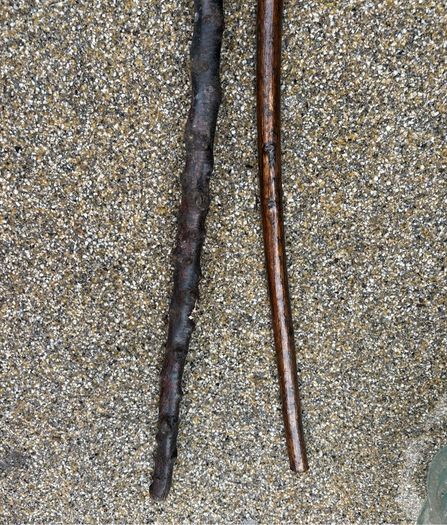 Black thorn and Hazel walking sticks X2