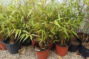 Clumping bamboo 1L
