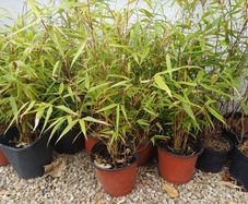 Clumping bamboo 1L