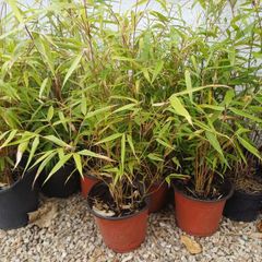 Clumping bamboo 1L