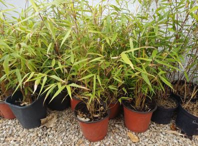Clumping bamboo 1L