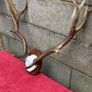 3 Deer mounts 2 Fallow 1 Red Deer Image 6