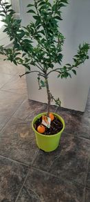 Orange tree