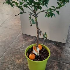 Orange tree