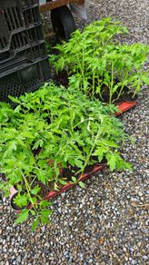 Tomato Plants Free