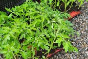Tomato Plants Free