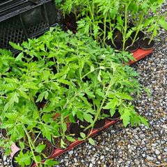 Tomato Plants Free