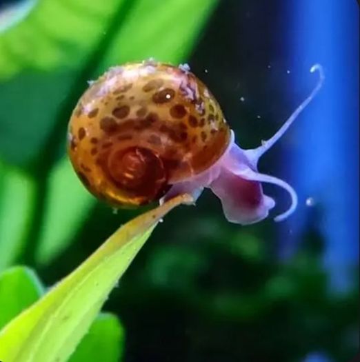 Leopard Ramshorn snails for fish tanks 5 X 5eur