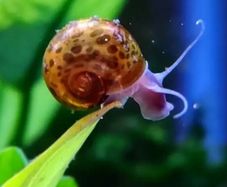 Leopard Ramshorn snails for fish tanks 5 X 5eur