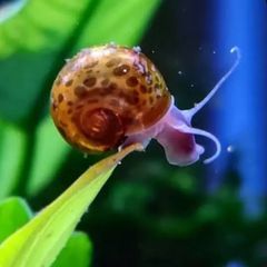 Leopard Ramshorn snails for fish tanks 5 X 5eur