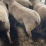 Pedigree registered Charolais rams Image 4