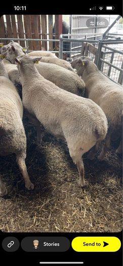 Pedigree registered Charolais rams