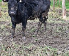 Pure bred AA heifer