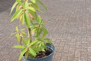 Canary Spurge plant