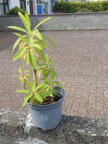 Canary Spurge plant