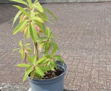 Canary Spurge plant