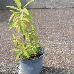 Canary Spurge plant