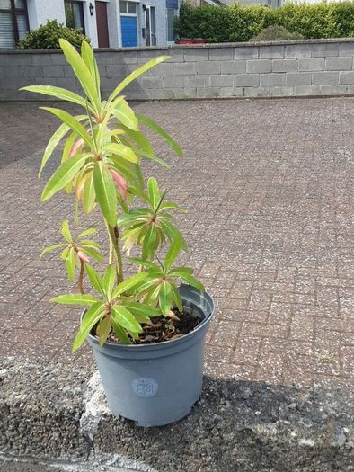 Canary Spurge plant