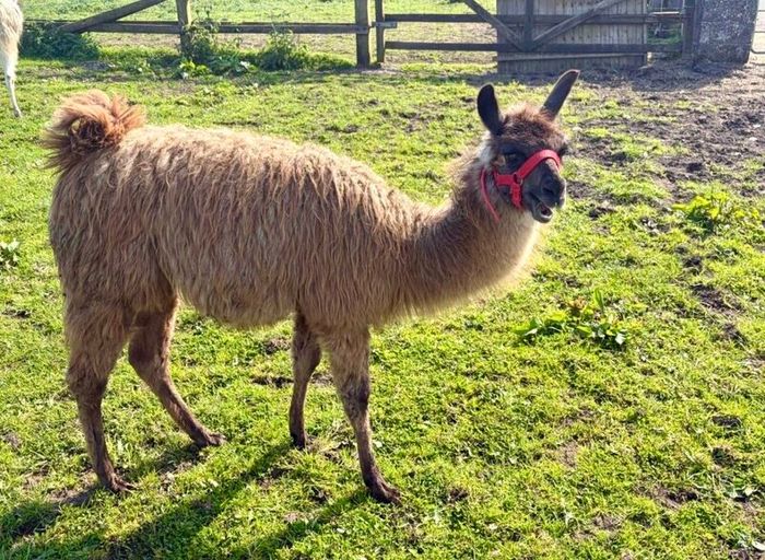 Llamas for sale