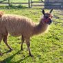 Llamas for sale Image 4