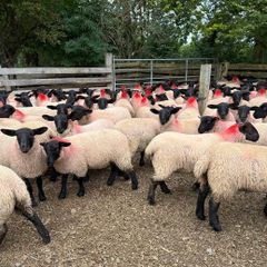 Suffolk/Mule Ewe Lambs